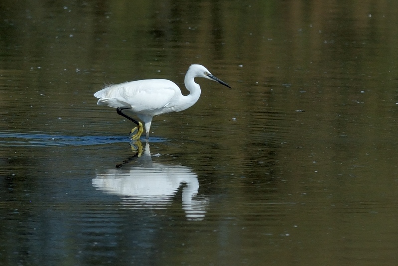 Kleine Zilverreiger